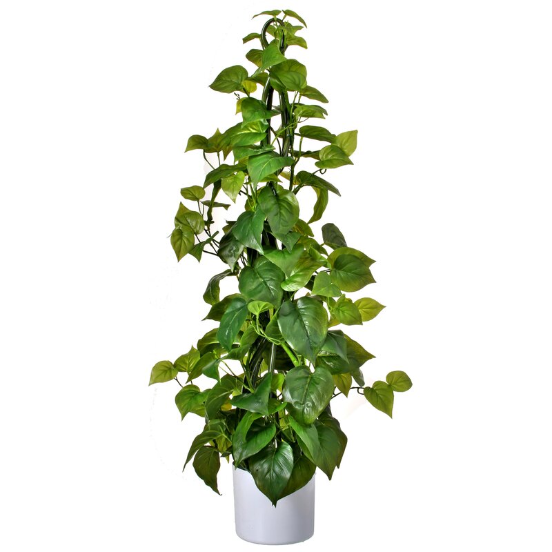 philodendron climbing ivy pot touch plant natural
